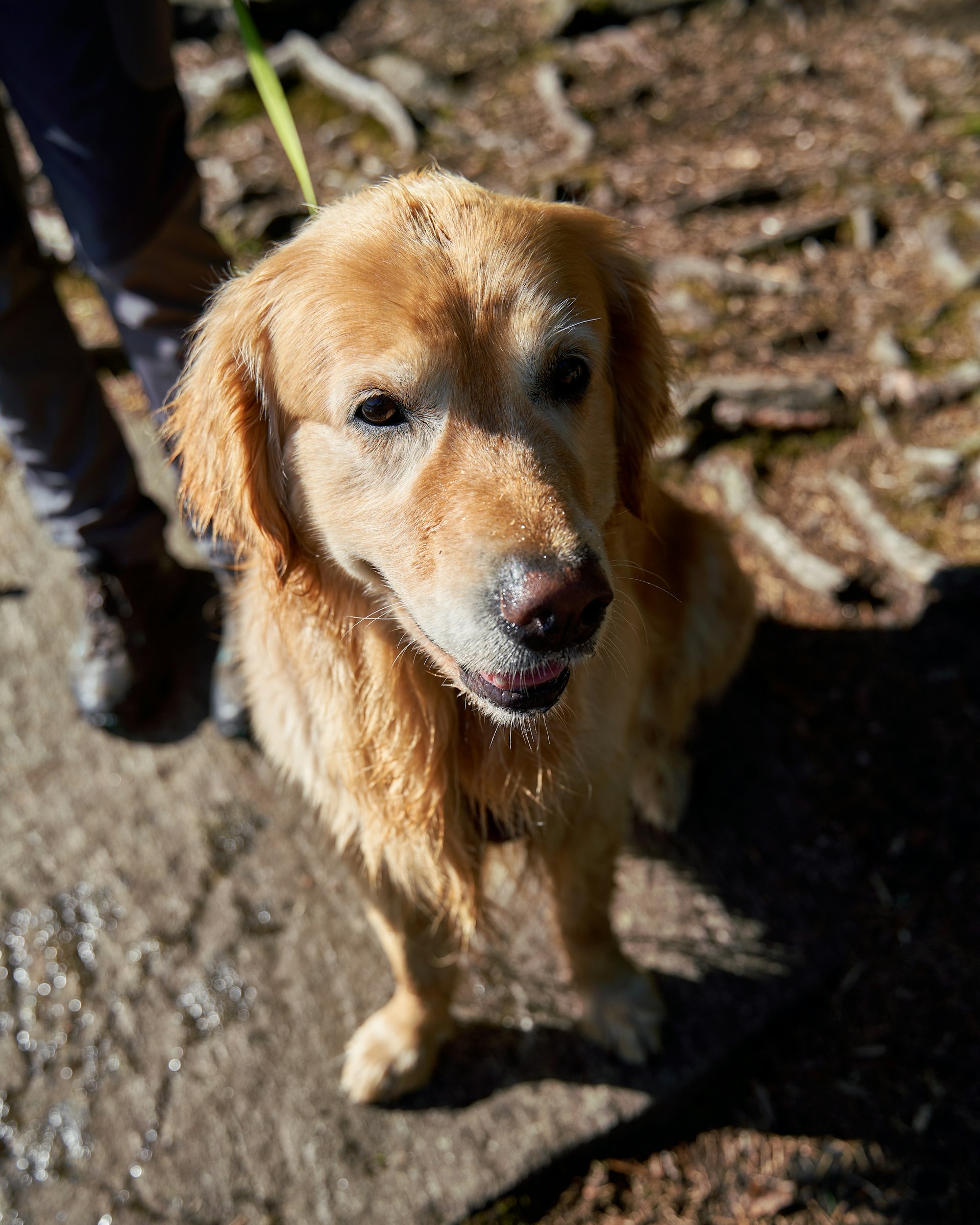 Perro feliz al aire libre, cuidado gracias a VetHomy